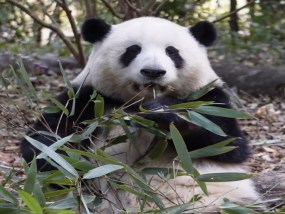 超级九寨20人+黄龙+熊猫乐园VIP小团3日